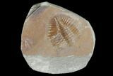 Partial Ogyginus Cordensis - Classic British Trilobite #103130-1